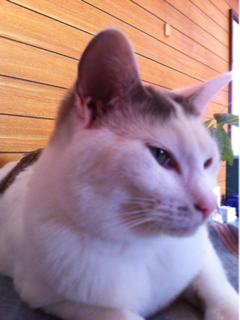 image-20110504140004.png